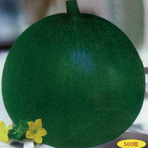 甜瓜种子绿宝绿皮绿肉香甜可口，产量高，卖价高