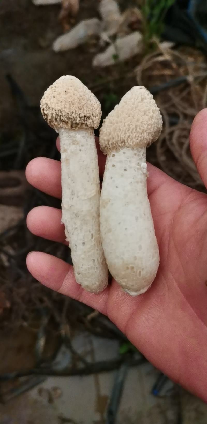 竹荪