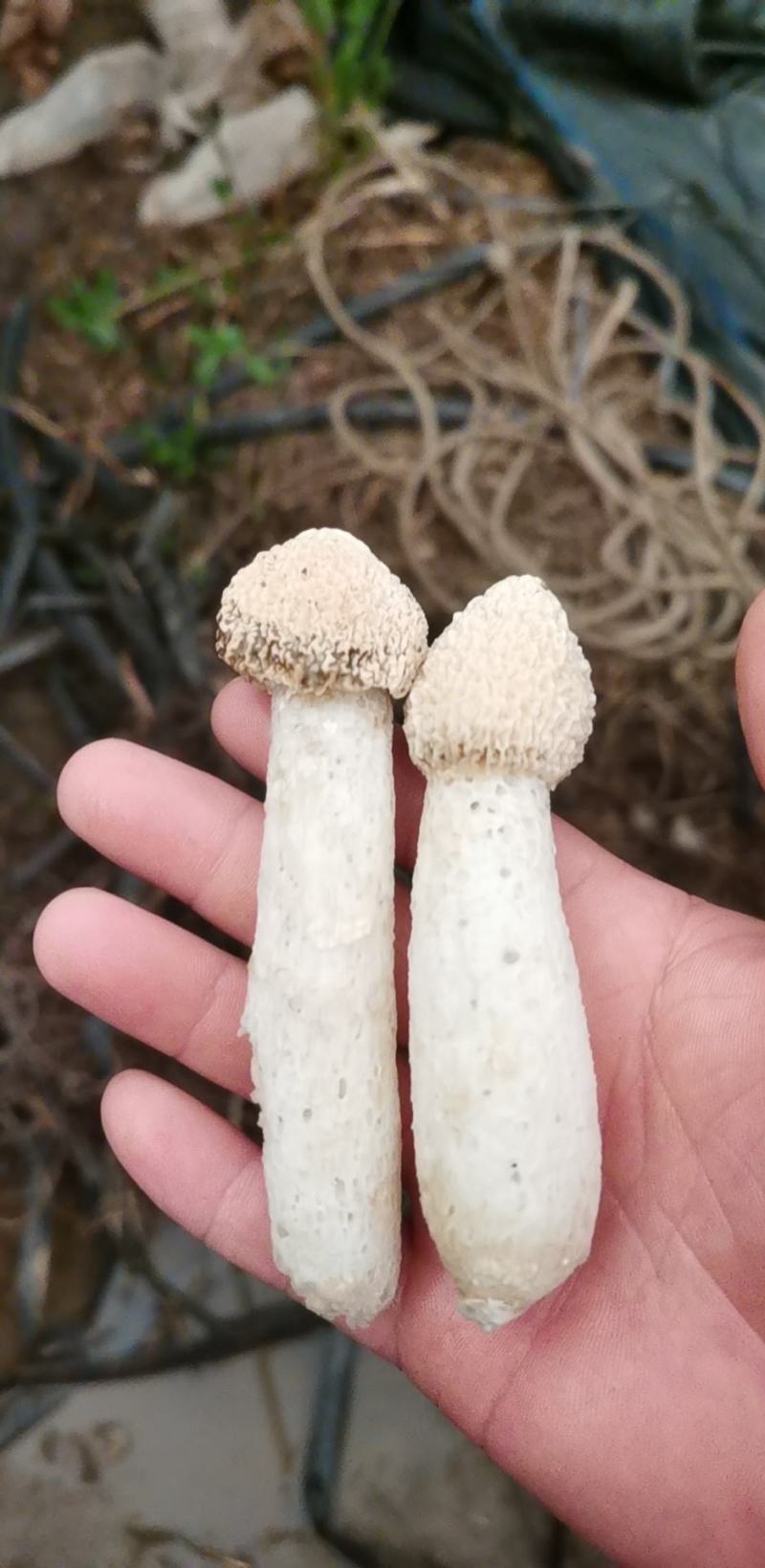 竹荪