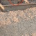 红瑶品种散养跑步土鸡5斤