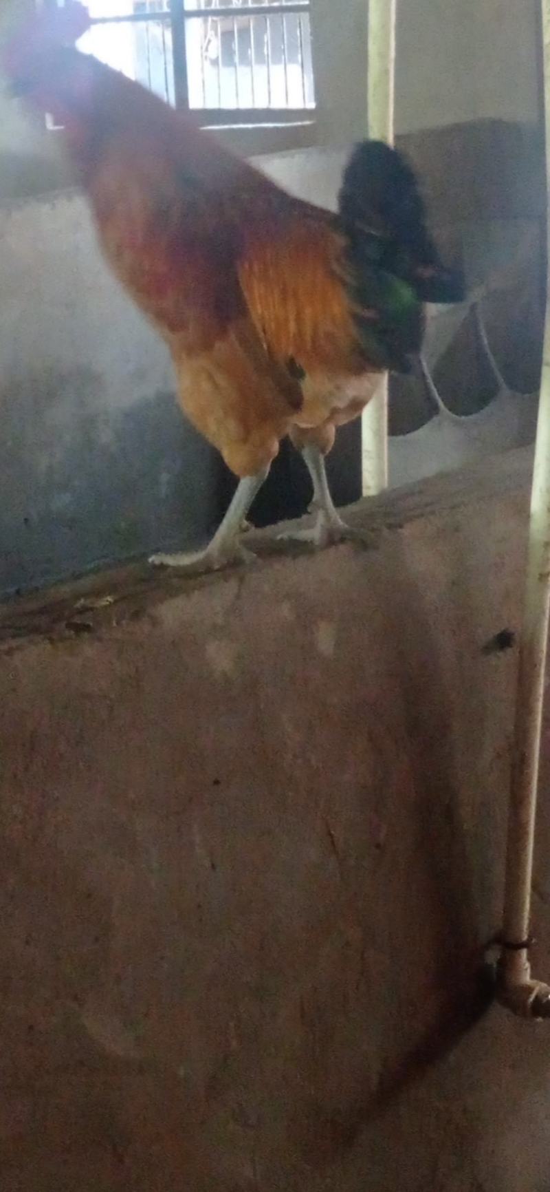 红瑶品种散养跑步土鸡5斤