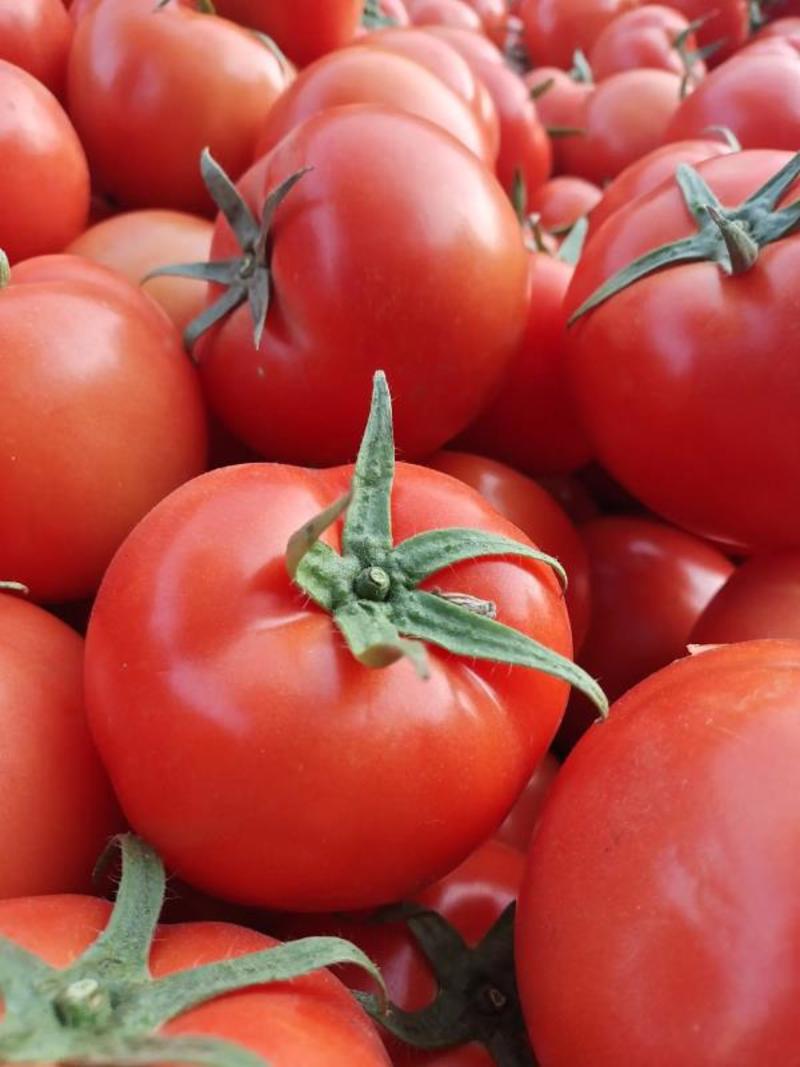 米易自然成熟大红西红柿基地直发新鲜生吃番茄