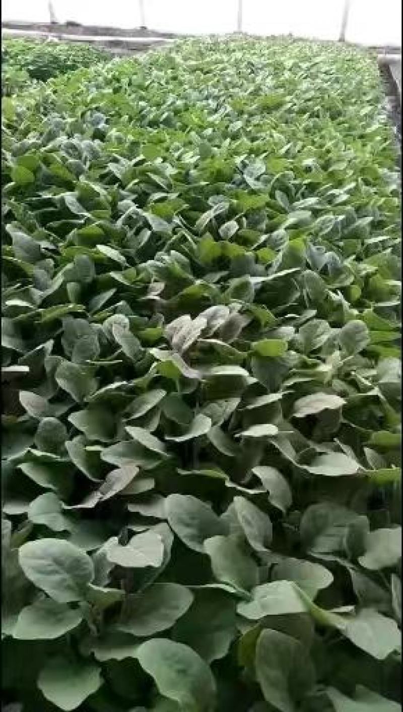 西兰花苗专业基地育苗成活率高技术指导一手货源量大从优