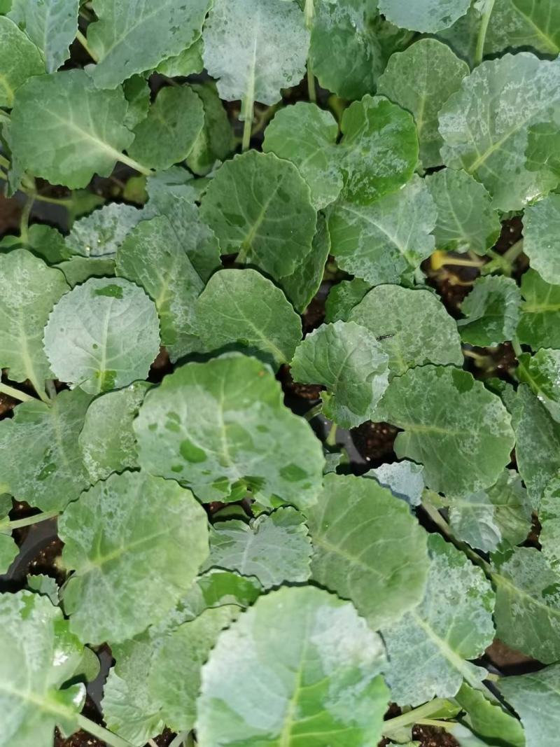 西兰花苗专业基地育苗成活率高技术指导一手货源量大从优