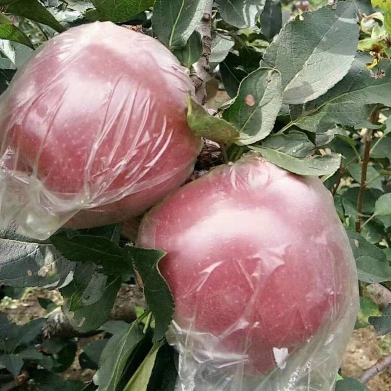 《美八》山东省临沂早熟美八苹果，果园一手货源。
