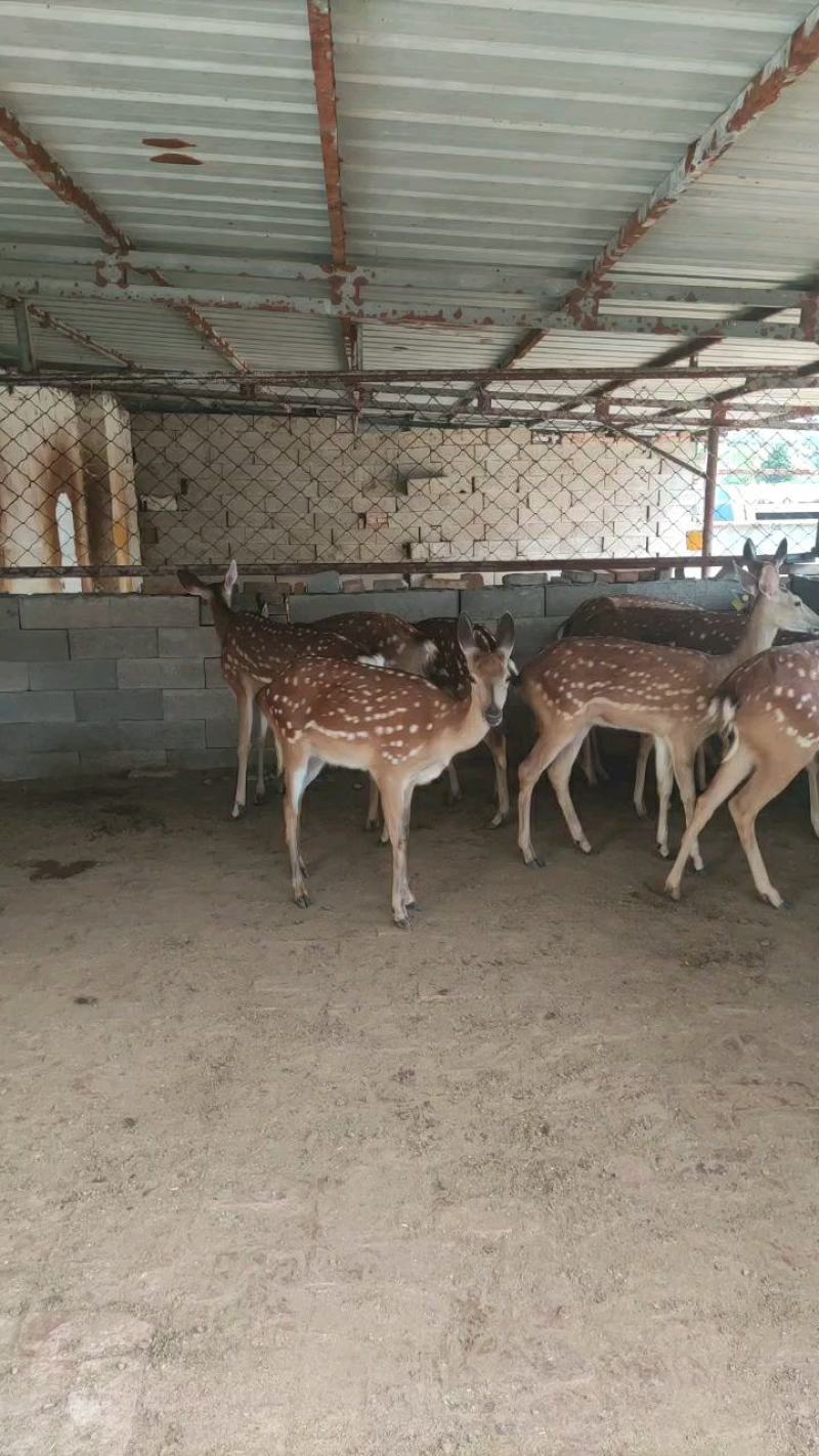 鹿苗好养活吗鹿崽小鹿多少钱一只青年鹿一岁梅花鹿梅花鹿养殖