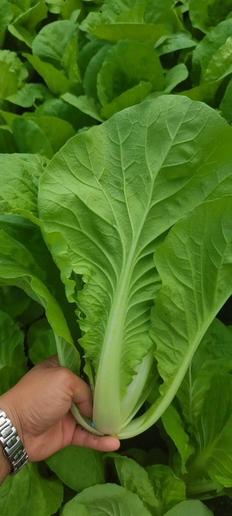 小白菜，叶片好无虫眼，质量放心有保证，需要的联系，基地大