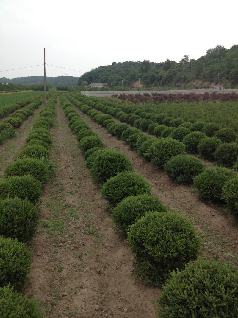 80-150公分朝鲜黄杨球，规格齐全-北方耐寒的黄杨品种