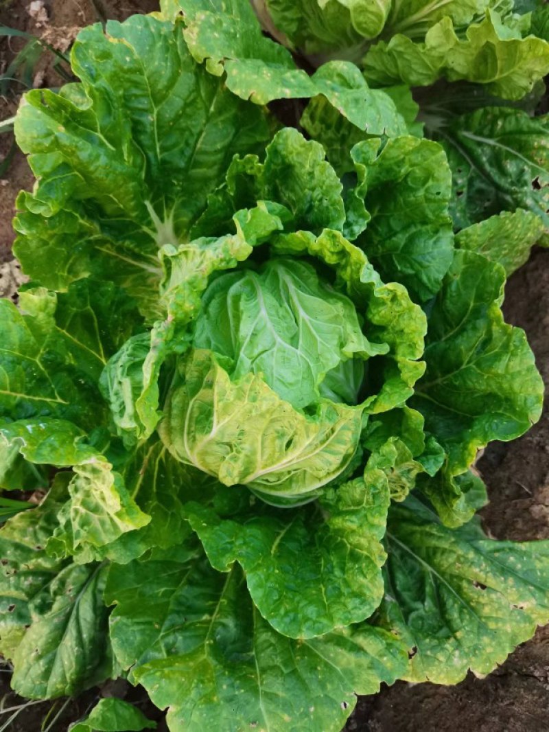 天天鲜优选果蔬大白菜菜产地直销支持全国发货看货订金为准