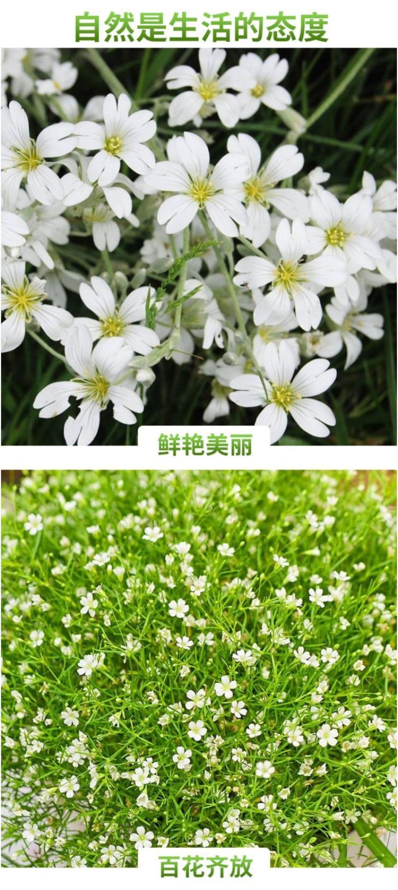 切花满天星种子观赏花海满天星种子庭院别墅阳台景观花籽