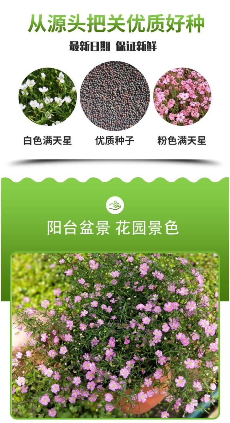 切花满天星种子观赏花海满天星种子庭院别墅阳台景观花籽