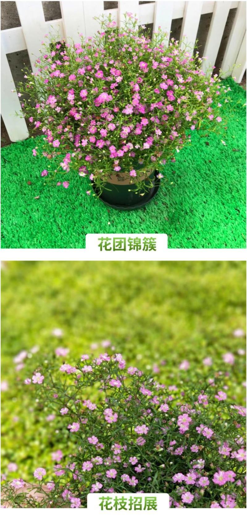 切花满天星种子观赏花海满天星种子庭院别墅阳台景观花籽