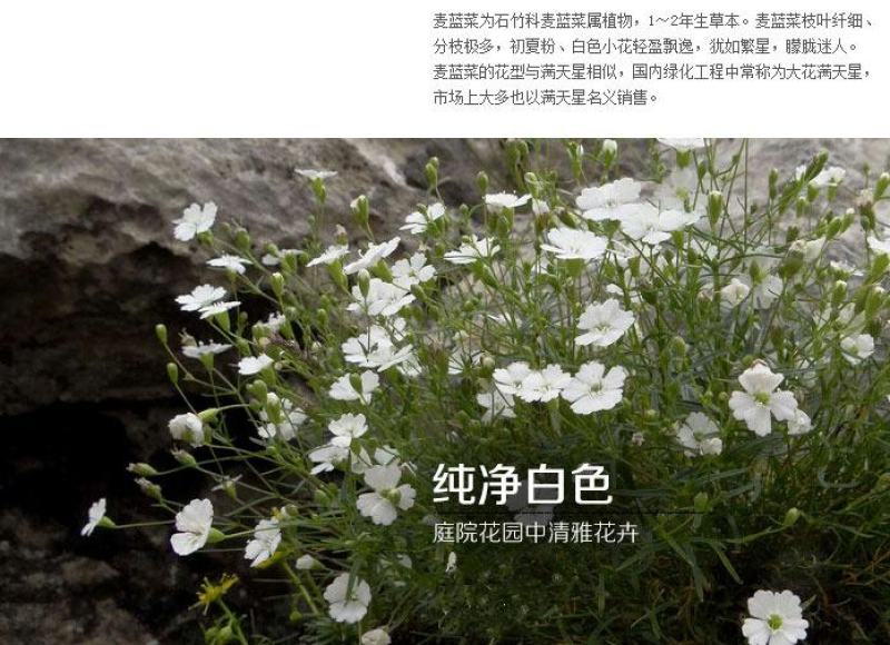 切花满天星种子观赏花海满天星种子庭院别墅阳台景观花籽