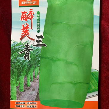 三青型尖叶莴笋、单株选育茎皮绿色肉翠绿、商品性佳、产量高