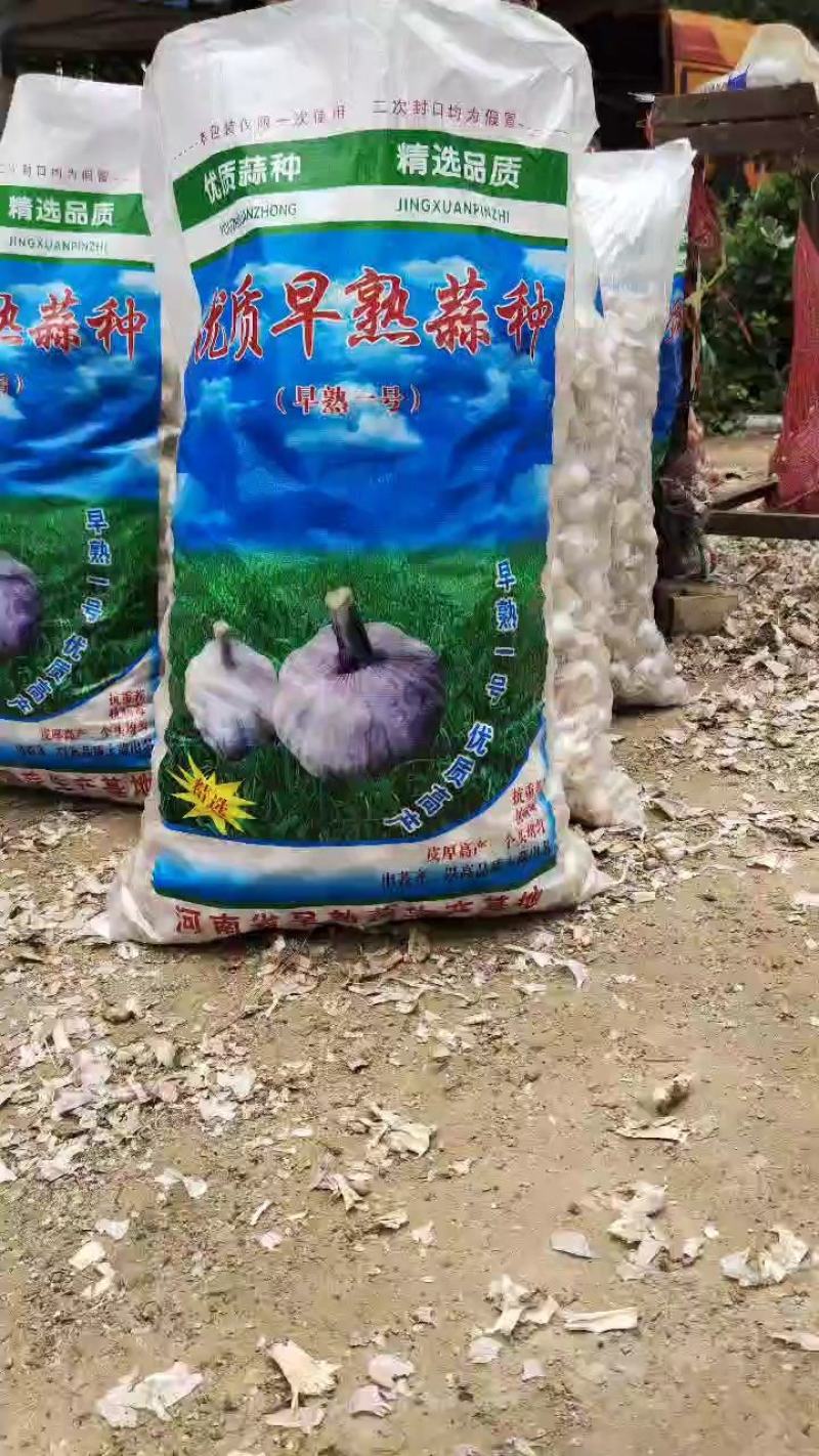 【优质精品】中牟早熟大蒜种子，紫皮红瓣，抽苔早，产量高。