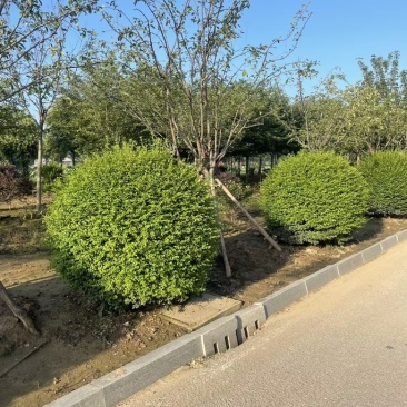 小叶女贞球精品球四季常青球可以造型的球庭院