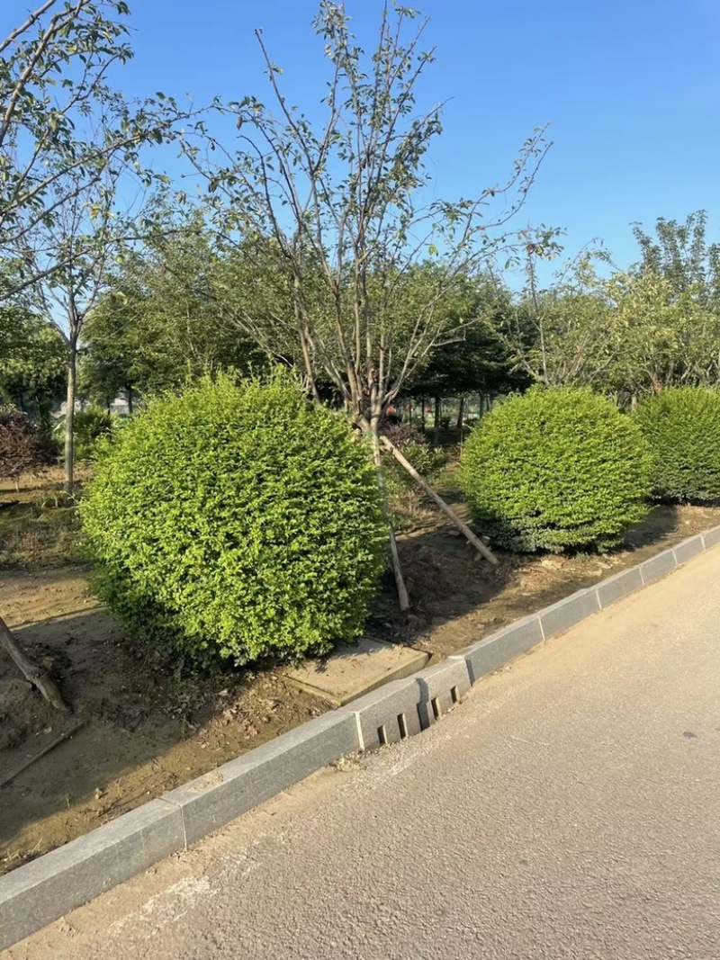 小叶女贞球精品球四季常青球可以造型的球庭院