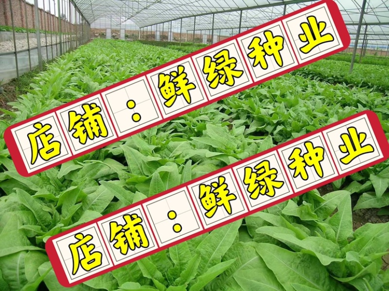 三青型尖叶莴笋、单株选育茎皮绿色肉翠绿、商品性佳、产量高