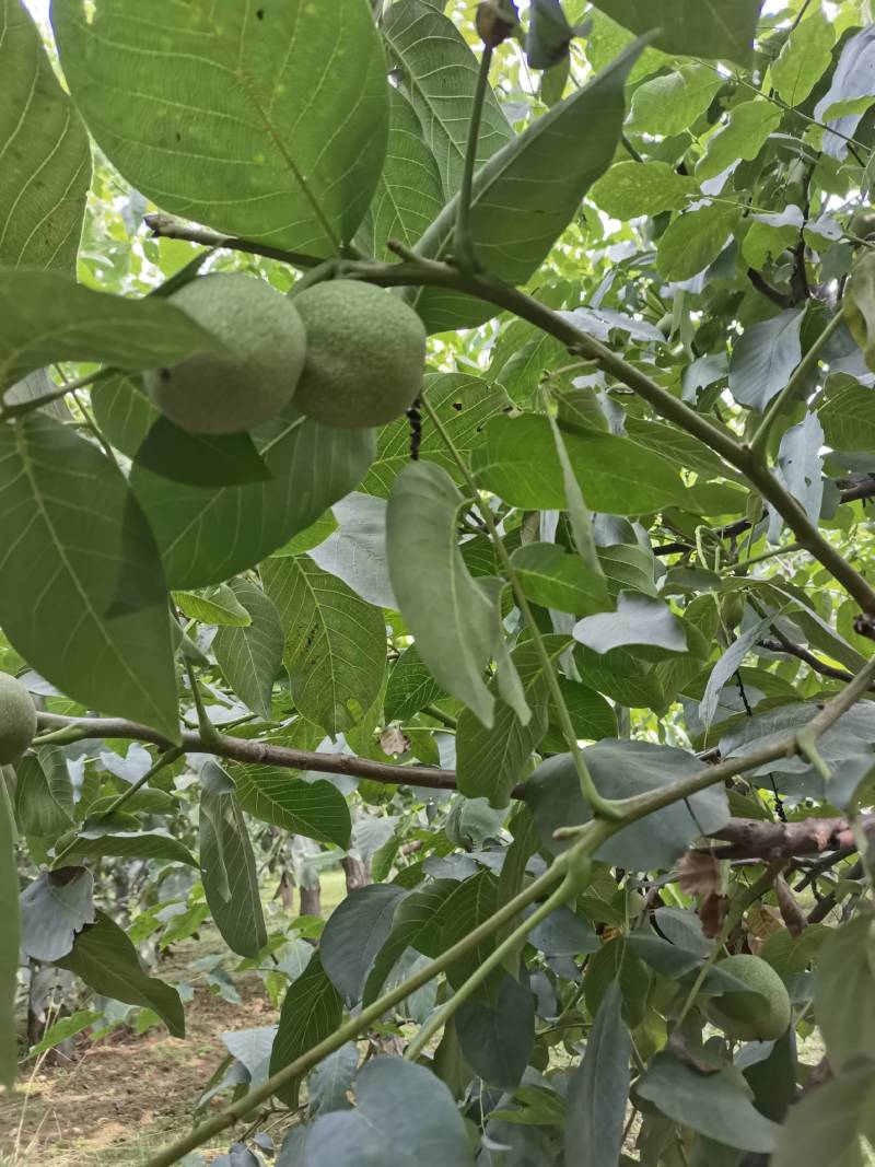 汾阳礼品青皮核桃