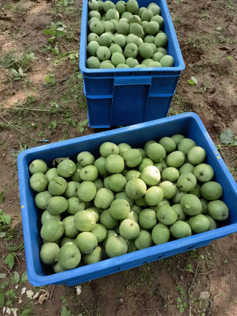 汾阳礼品青皮核桃