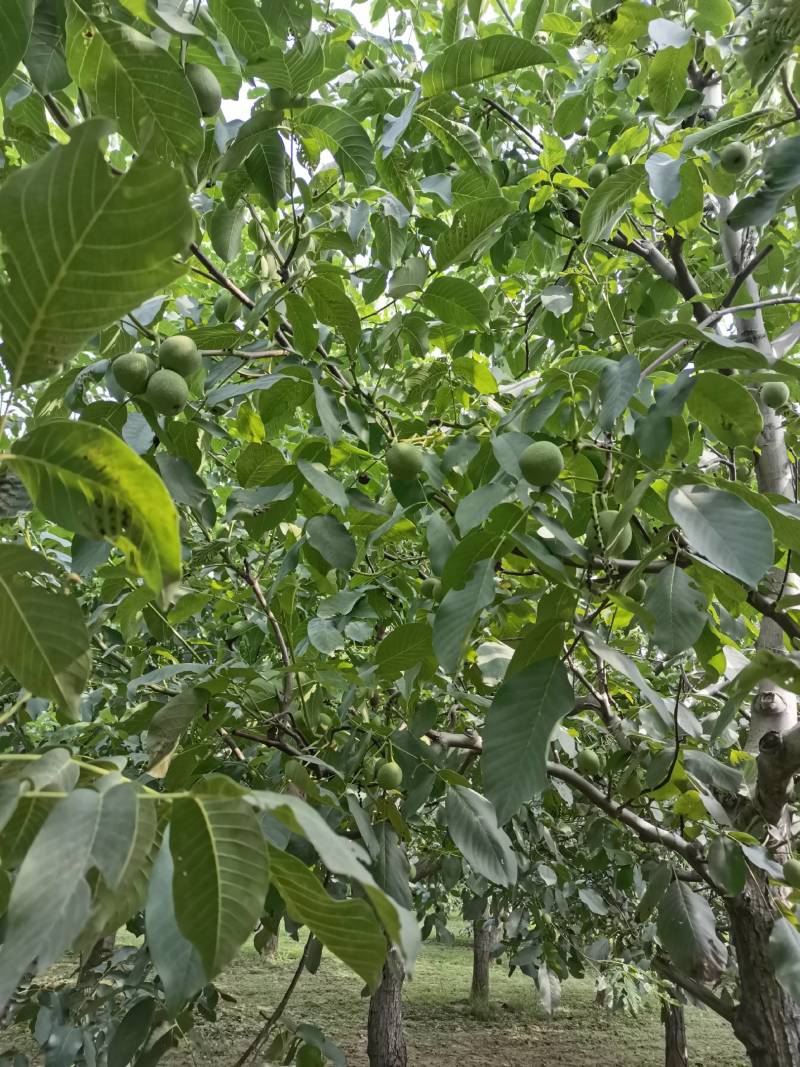 汾阳礼品青皮核桃