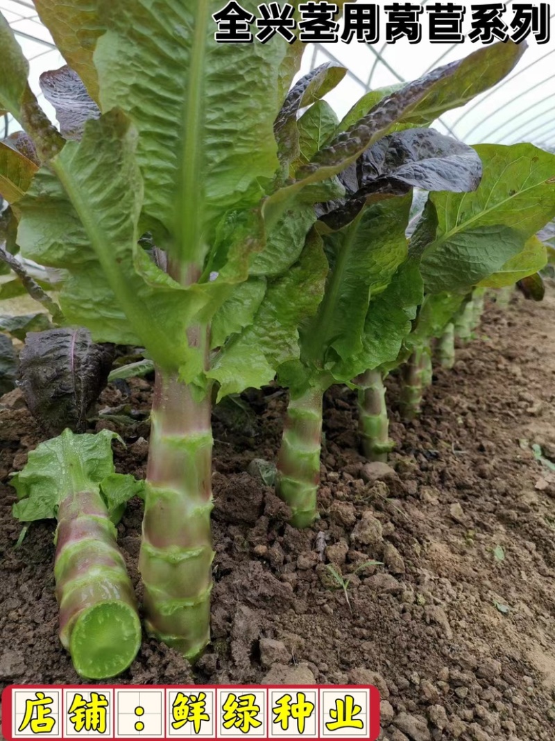 圆叶香莴笋、耐寒丰产性，适宜晚秋、越冬种植、净菜率高