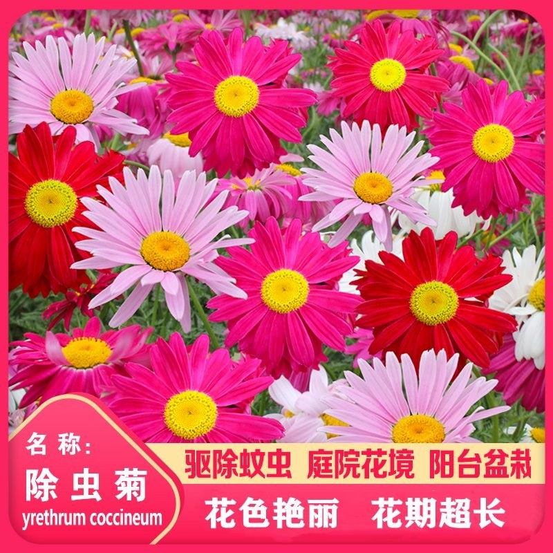 除虫菊种子驱蚊驱虫菊花种子多年生混色花种子四季易种盆栽