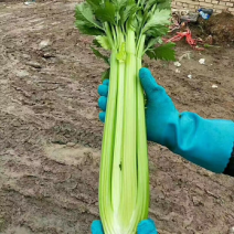 精品西芹，兰州高原夏菜，药食两用