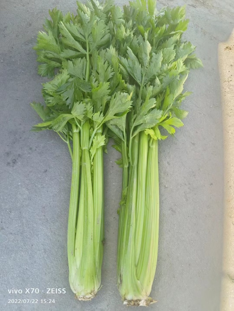 精品西芹，兰州高原夏菜，药食两用