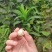 东北大榛子量大保证质量价格美丽，产地直发