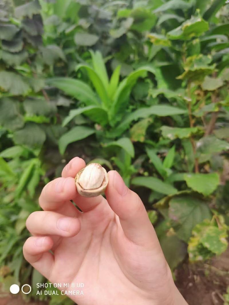 东北大榛子量大保证质量价格美丽，产地直发