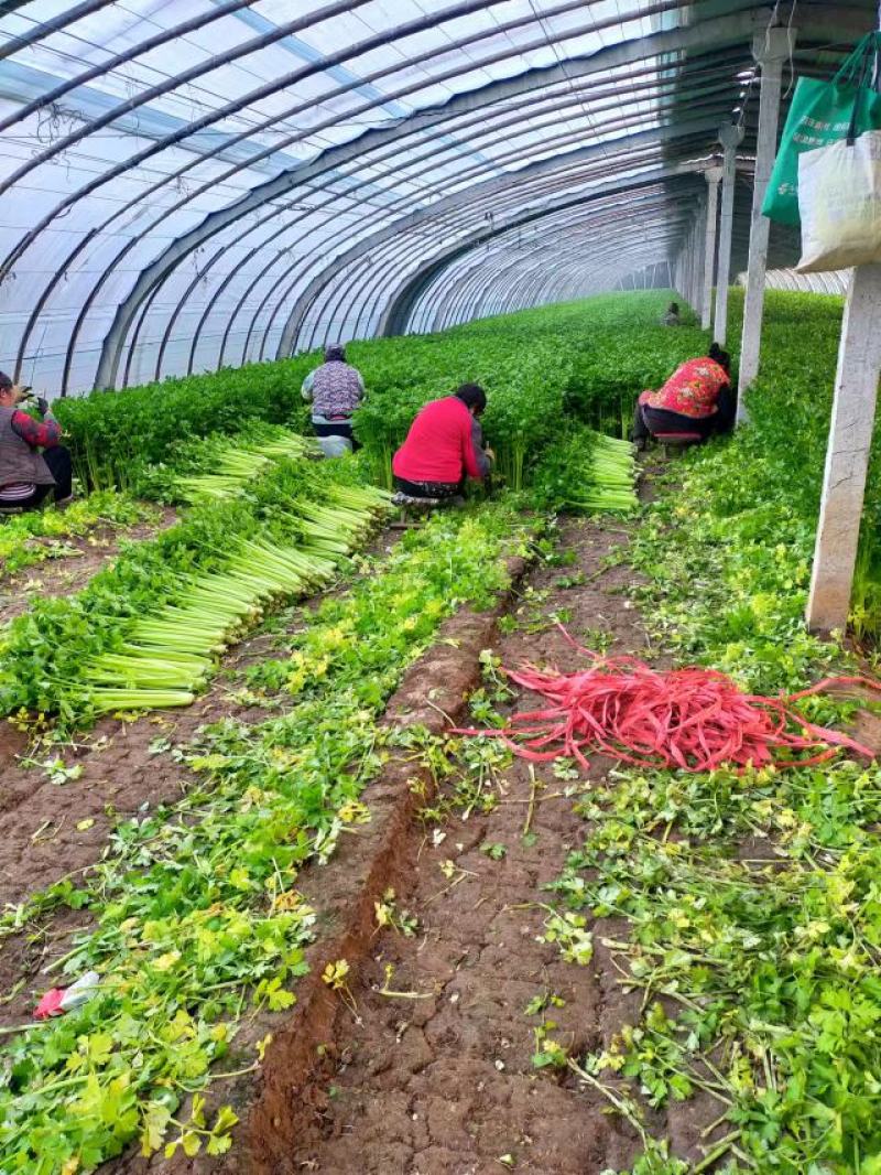 【热销】芹菜香芹产地直发一手货源，货源充足欢迎选购