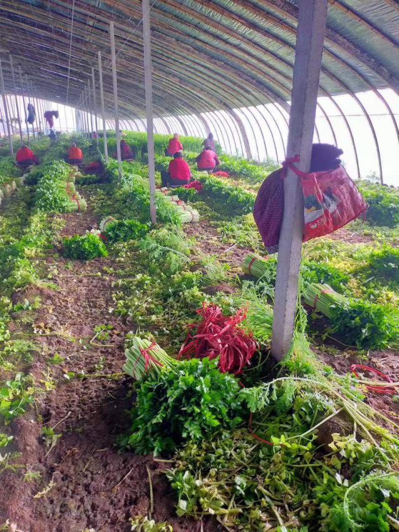 【热销】芹菜香芹产地直发一手货源，货源充足欢迎选购