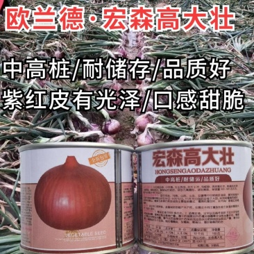 宏森高大壮洋葱种子种籽洋葱种籽半高状紫红皮洋葱种