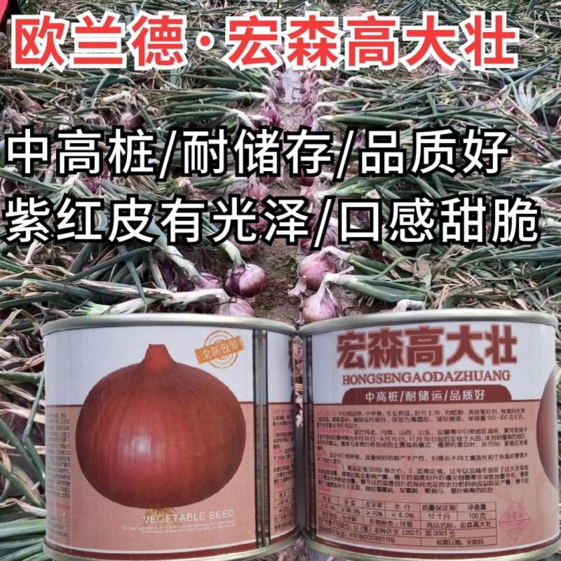宏森高大壮洋葱种子种籽洋葱种籽半高状紫红皮洋葱种