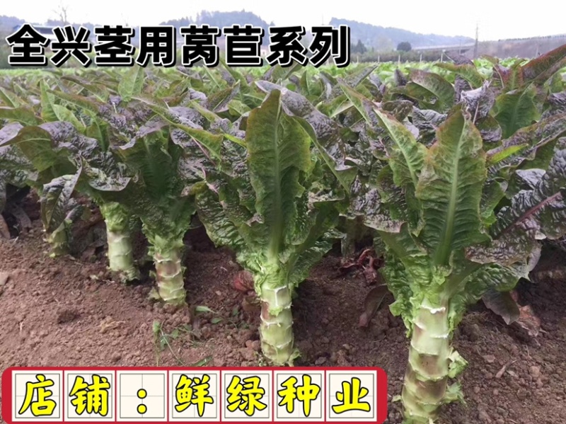叶皮肉嫩绿圆叶香莴笋尚品青，株型紧凑，秋冬春三优