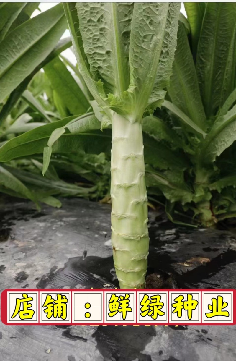 叶皮肉嫩绿圆叶香莴笋尚品青，株型紧凑，秋冬春三优