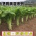 叶皮肉嫩绿圆叶香莴笋尚品青，株型紧凑，秋冬春三优