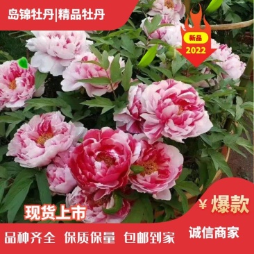 岛锦牡丹花色鲜艳一花双色，秋天裸根移栽，菏泽大城牡丹直供