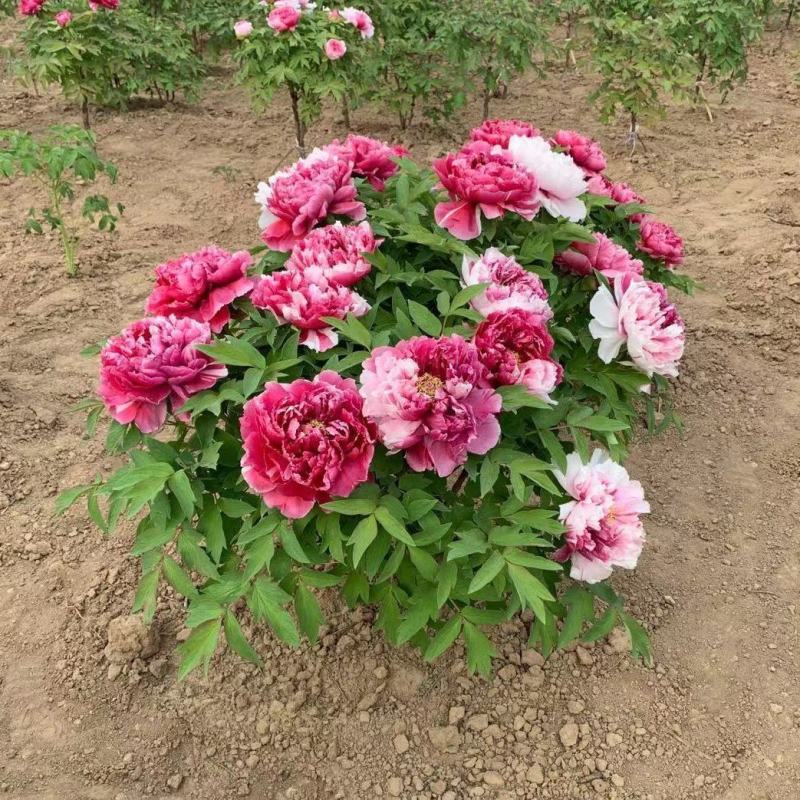 岛锦牡丹花色鲜艳一花双色，秋天裸根移栽，菏泽大城牡丹直供