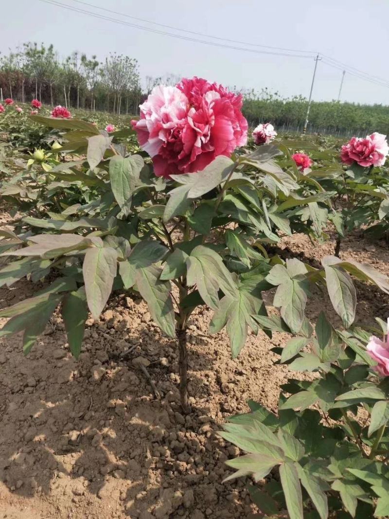 岛锦牡丹花色鲜艳一花双色，秋天裸根移栽，菏泽大城牡丹直供
