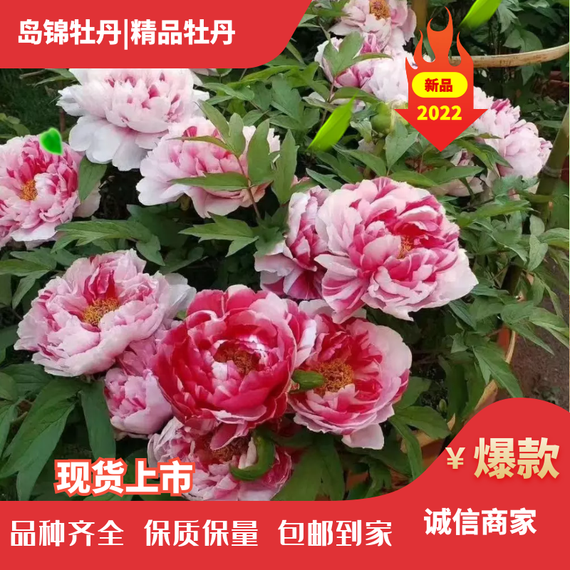 岛锦牡丹花色鲜艳一花双色，秋天裸根移栽，菏泽大城牡丹直供