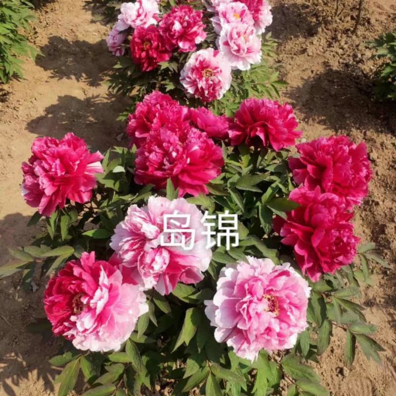 岛锦牡丹花色鲜艳一花双色，秋天裸根移栽，菏泽大城牡丹直供