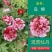 岛锦牡丹花色鲜艳一花双色，秋天裸根移栽，菏泽大城牡丹直供