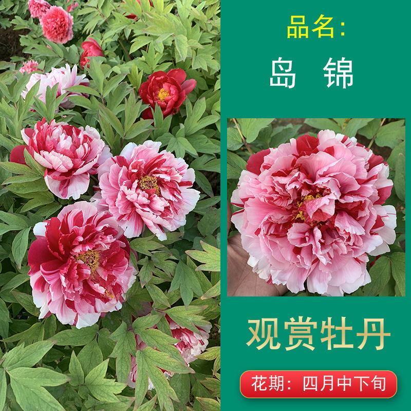 岛锦牡丹花色鲜艳一花双色，秋天裸根移栽，菏泽大城牡丹直供