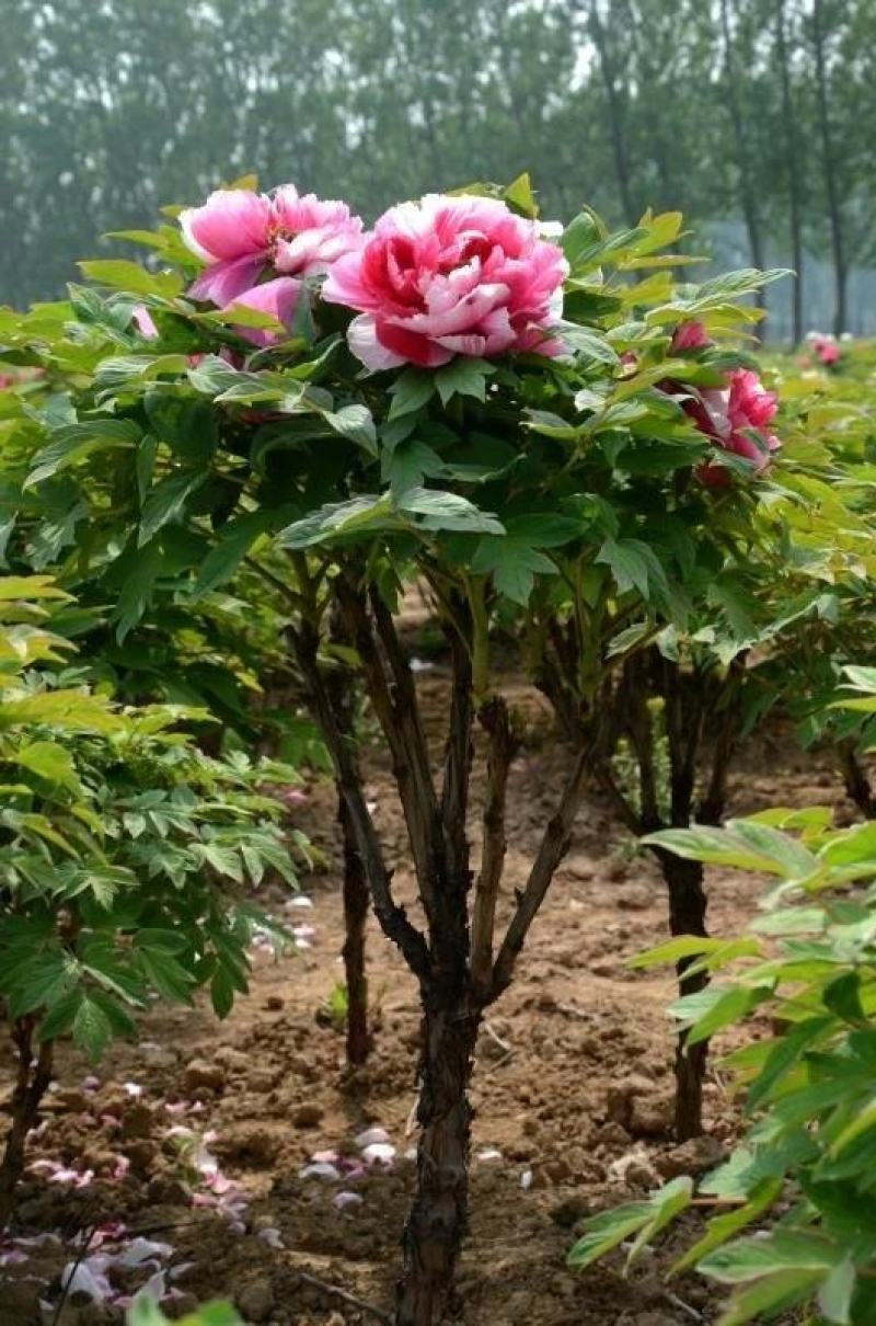 岛锦牡丹花色鲜艳一花双色，秋天裸根移栽，菏泽大城牡丹直供