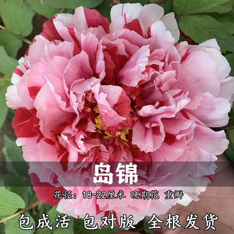 岛锦牡丹花色鲜艳一花双色，秋天裸根移栽，菏泽大城牡丹直供