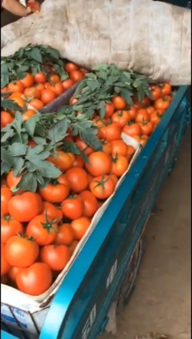 精品西红柿大红产地视频看货货源充足欢迎来电