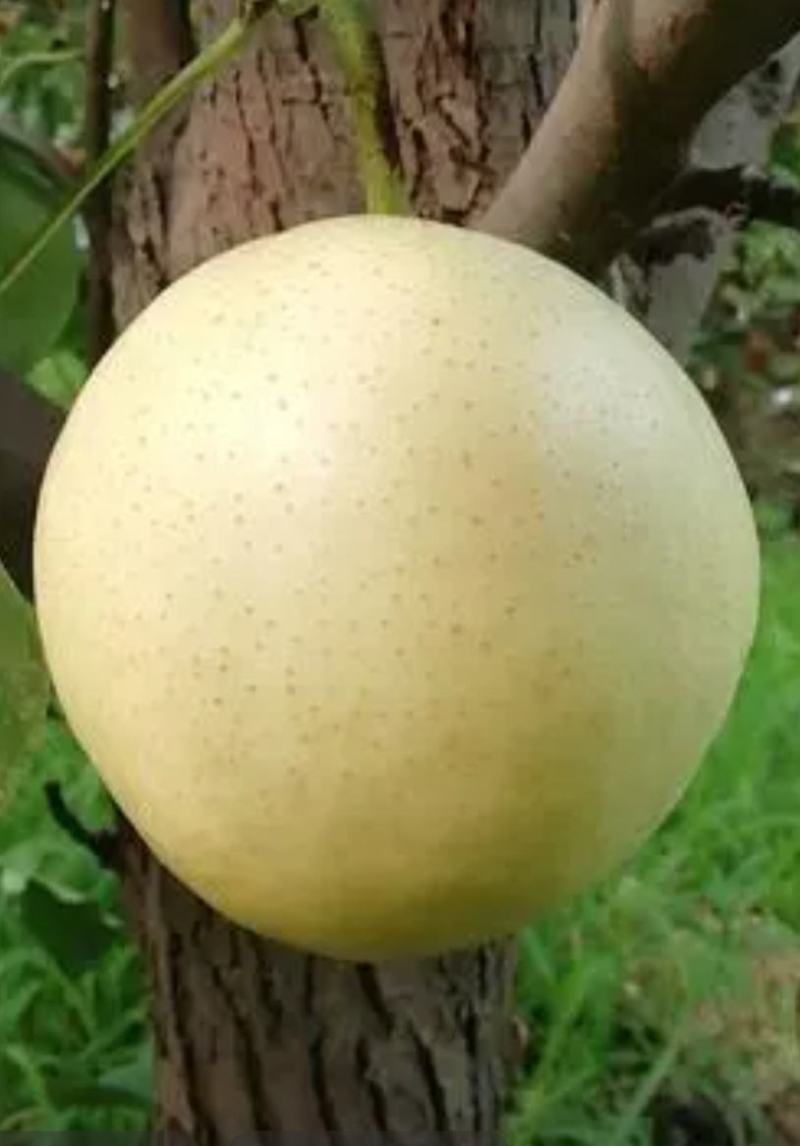 陕西皇冠梨大量上市，产地直销，一手货源，