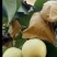 陕西皇冠梨大量上市，产地直销，一手货源，